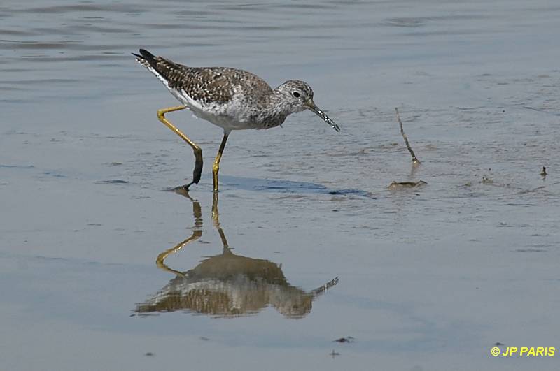 Tringa melanoleuca